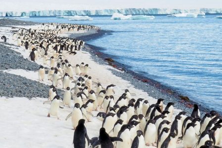 Voyage en Antarctique : aventure sur le 7e continent